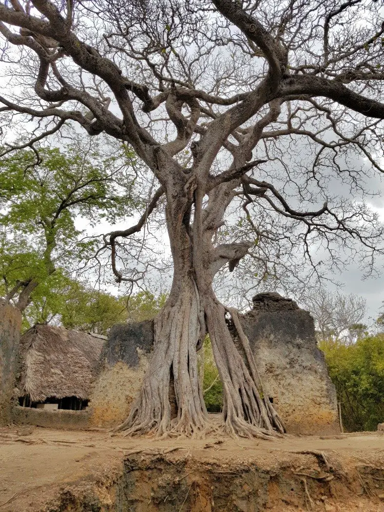 The overgrown ruins at Gede National Monument near Watamu