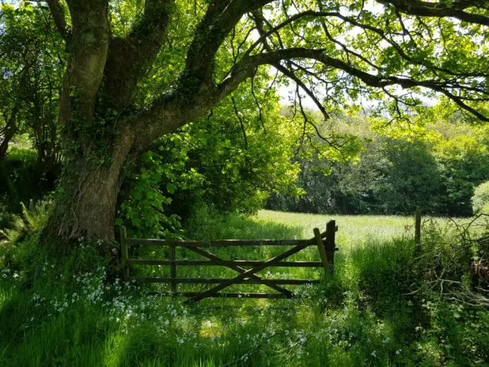 Sunlight falling on tree next to a field