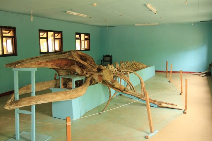 Whale skeleton at Gede ruins museum near Watamu