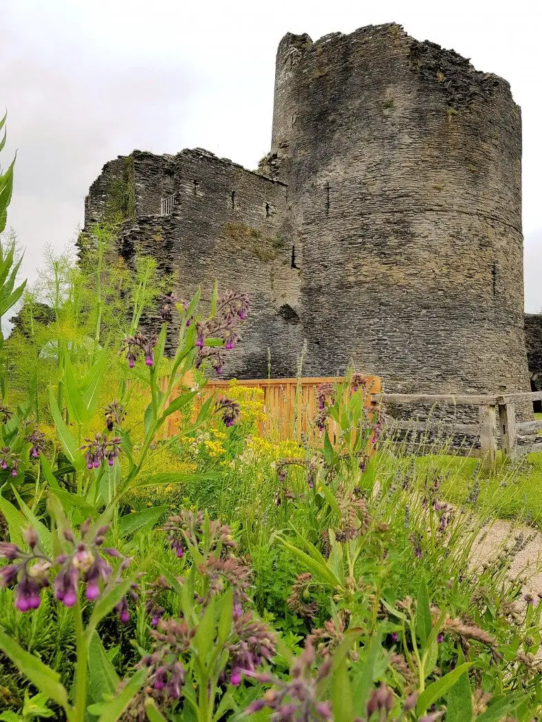 Ruined castke tower with purple flowers in foreground
