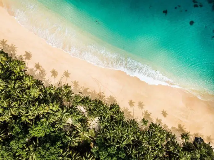 Aerial view of jungle and palm trees along a sandy beach