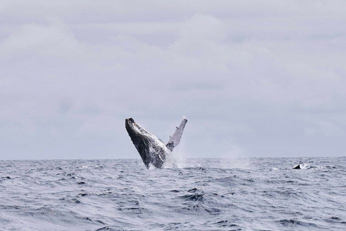 Whale breaching in the ocean