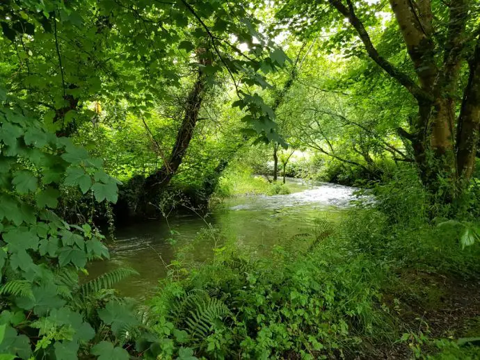 River running through woods