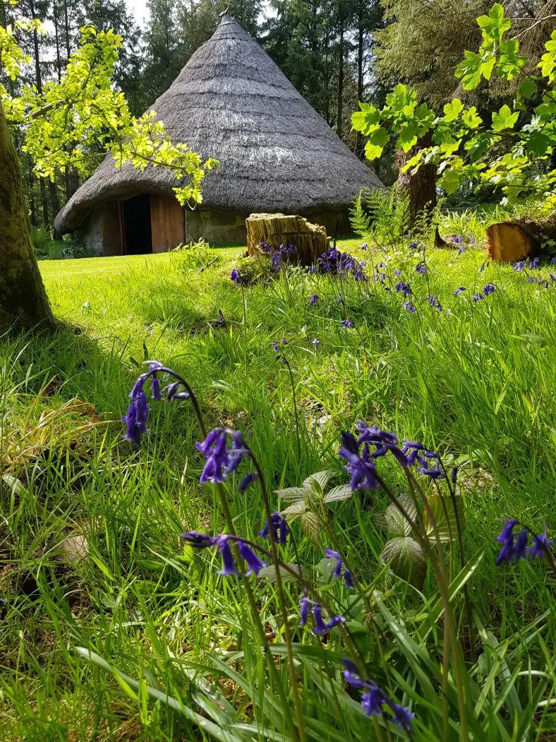 Bluebells in a woodland, with an iron age replica roundhouse with thatched roof in the background