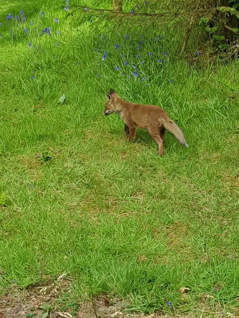 Young fox cub playing on grass