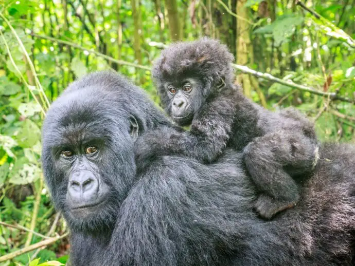Female mountain gorilla with baby on her back