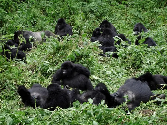 family of gorillas sitting in the jungle