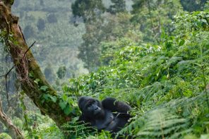 Male silverback gorilla reclining against a tree in a jungle