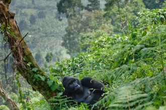 Male silverback gorilla reclining against a tree in a jungle