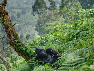 Male silverback gorilla reclining against a tree in a jungle
