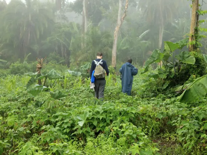 Two people hiking through dense jungle