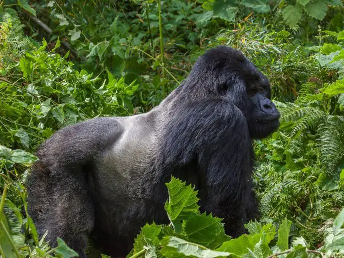 male silverback gorilla