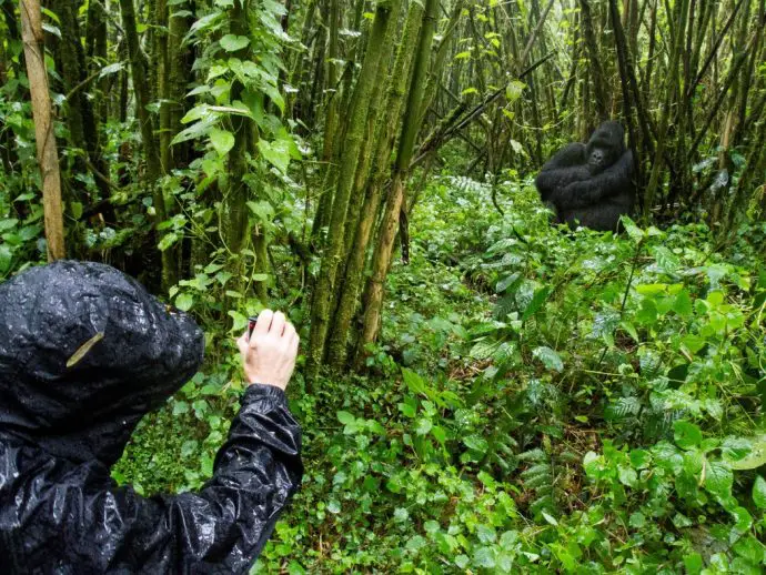 person in wet raincoat taking photo of gorilla in the rainforest