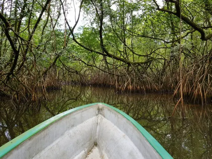 Prow of a boat paddling through dense mangrove forest