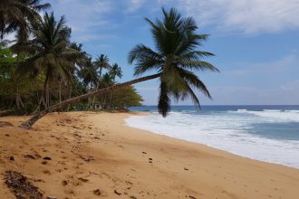 Yellow sand beach with a palm tree bending sideways towards the ocean