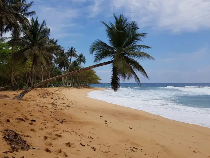 Yellow sand beach with a palm tree bending sideways towards the ocean