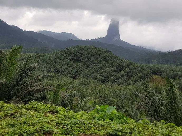 Rock pinnacle looming out of the mist above a rainforest