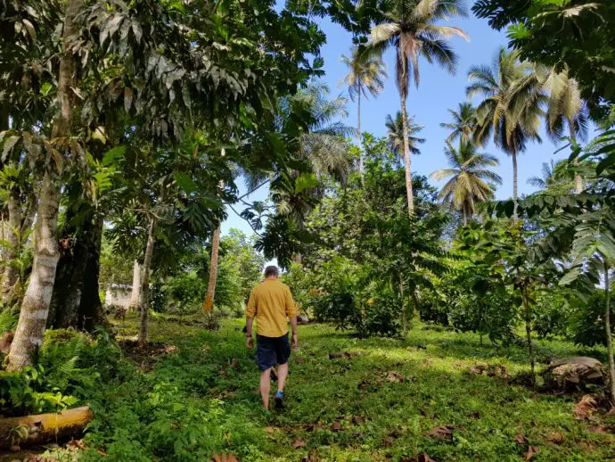 Man in yellow shirt walking away through a tropical forest surrounded by palm trees