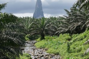 Palm plantation with towering rock spire in the centre - one of the best things to do on Sao Tome