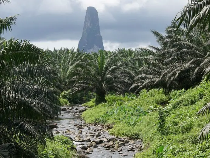 Palm plantation with towering rock spire in the centre