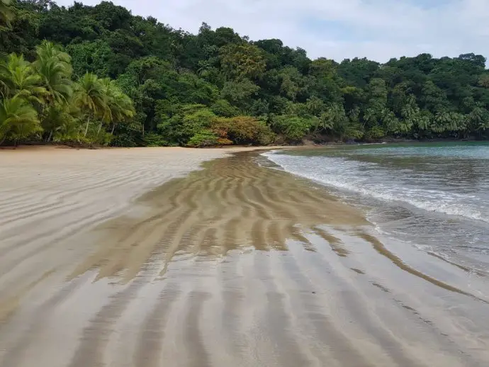 Forest on the left, sandy beach in the middle, and sea to the right