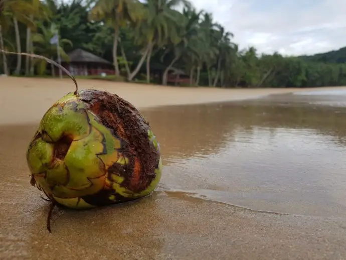 Coconut on a beach