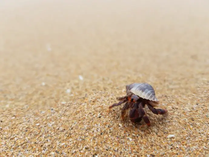 Hermit crab on a beach