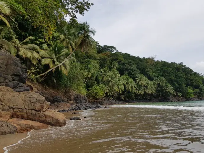 Rocky shoreline with forest and palm trees and the sea to the right