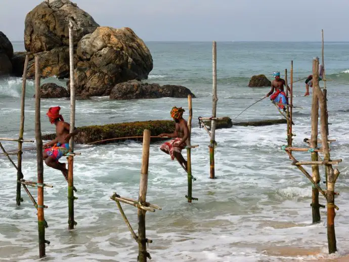 Stilt fishermen in Koggala in Sri Lanka