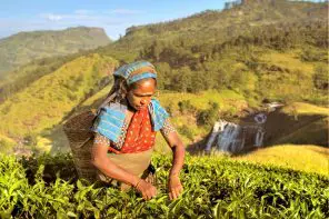 Tea picker in Sri Lanka