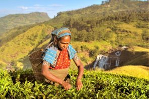 Tea picker in Sri Lanka