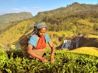 Tea picker in Sri Lanka