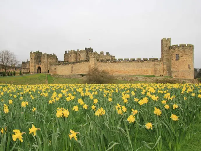 Field of daffodils with large stone castle in the backgrond