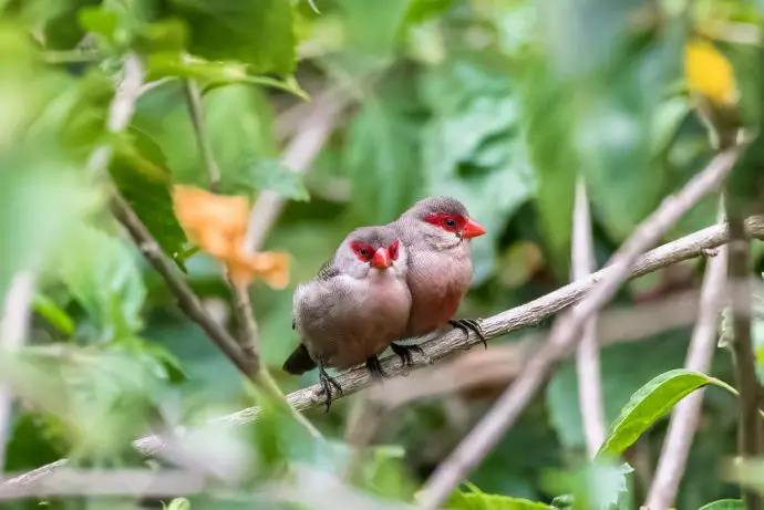 Common waxbills in Sao Tome & Principe - birdwatching is one of the best things to do on Sao Tome and Principe