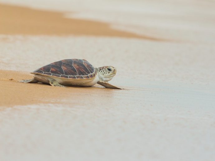 Baby sea turtle on the sand - turtle hatching in Sao Tome and Principe