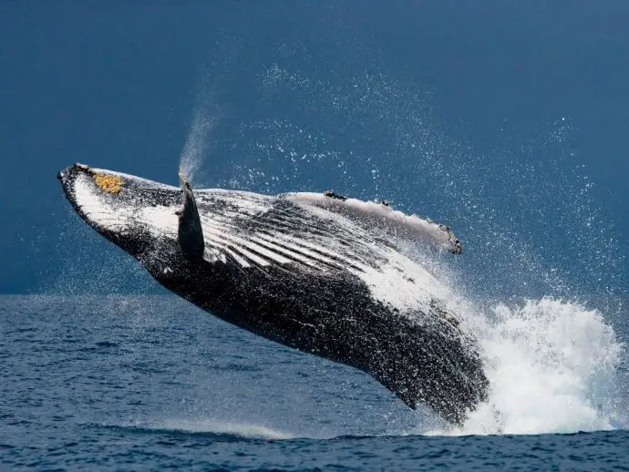 Humpback whale - whale watching in Sao Tome and Principe