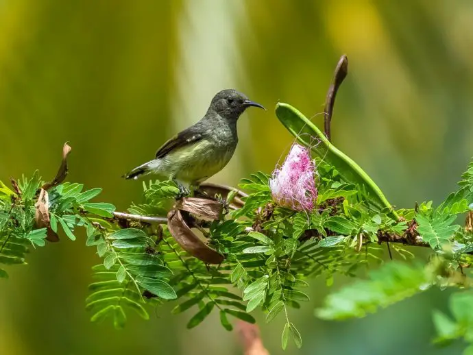 Newtons Sunbird - bird watching in Sao Tome and Principe