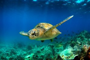 Green Sea Turtle