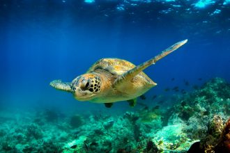 Green Sea Turtle