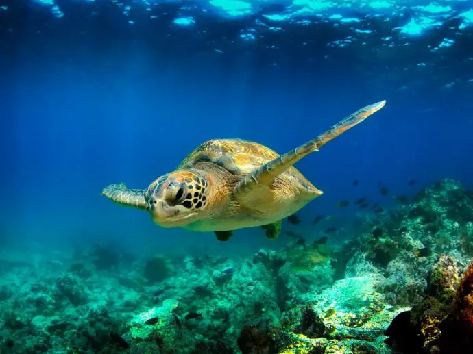 Sea turtle underwater - diving in Sao Tome and Principe