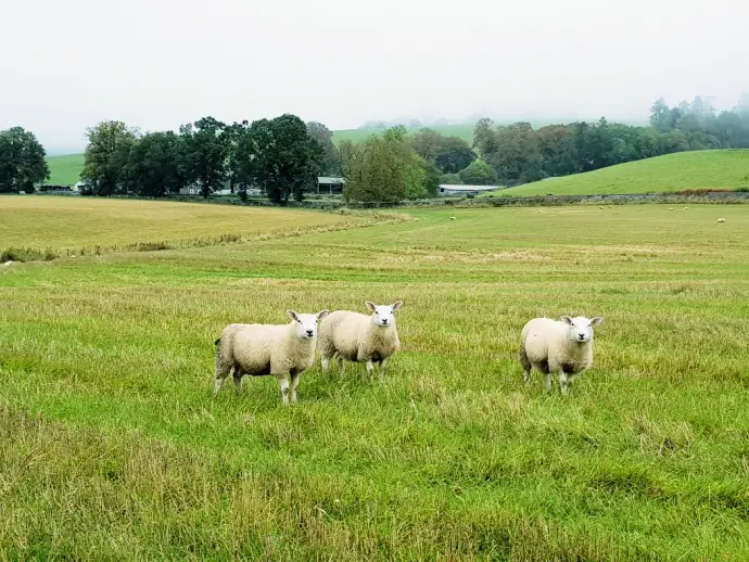Sheep on the Monzie Estate near Crieff