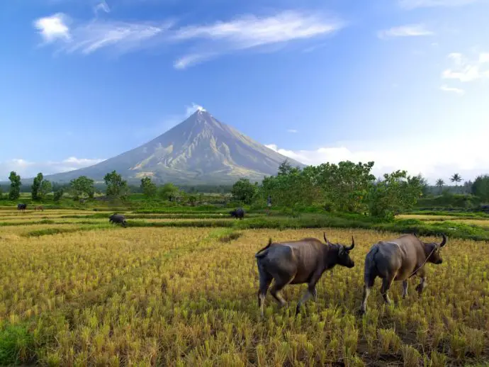 Mt Mayon Volcano in the Philippines