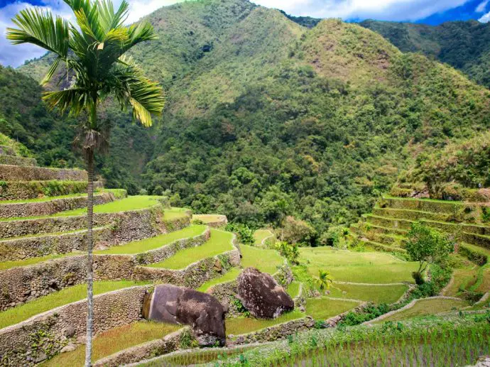 Rice terraces in the Philippines