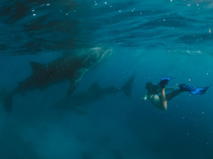 Swimming with whale sharks in Cebu, Philippines