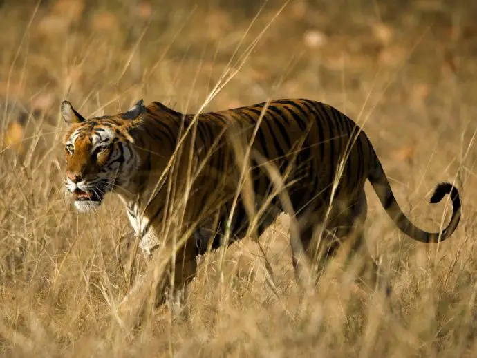 Bengal Tiger in India