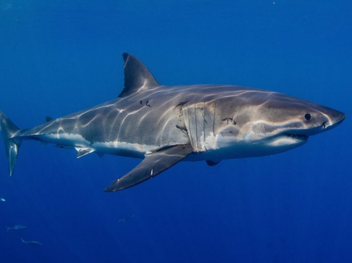 Great white shark