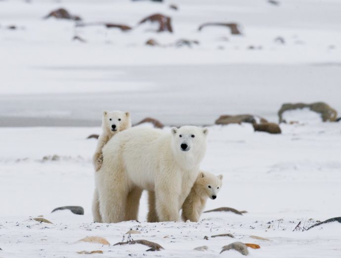 Polar Bears in Canada