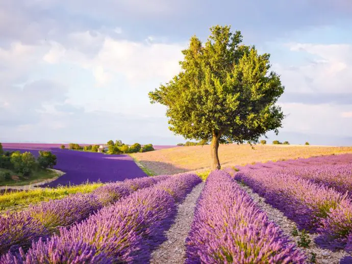 Provence lavender fields
