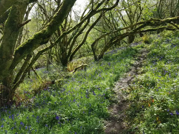 Ancient bluebells woods in Hayman Nature Reserve near St Agnes in Cornwall