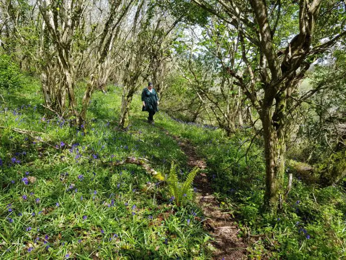 Walking through the bluebells in Hayman Nature Reserve near St Agnes in Cornwall